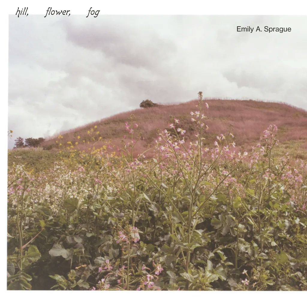 Album artwork for Hill, Flower, Fog by Emily A Sprague